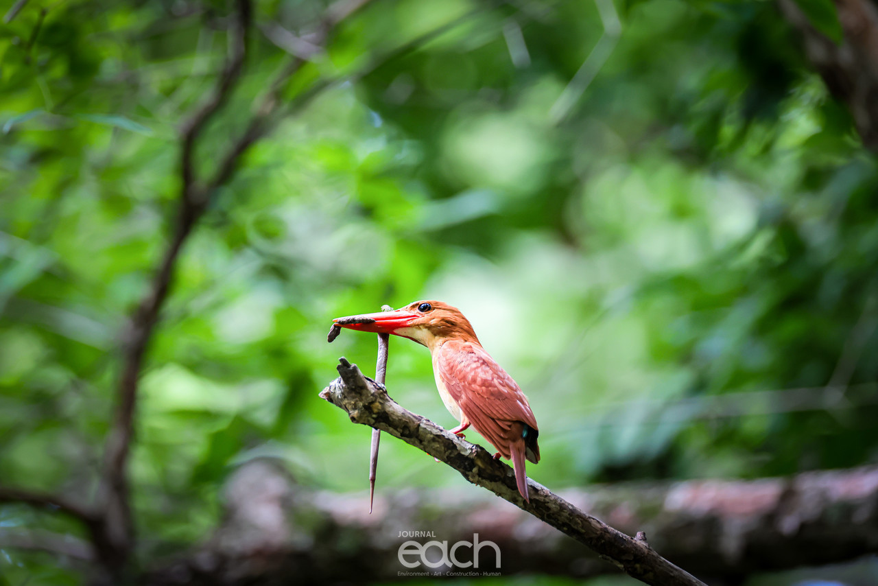 먹이를 물고 있는 호반새 (사진 : 문종복 사진가)
