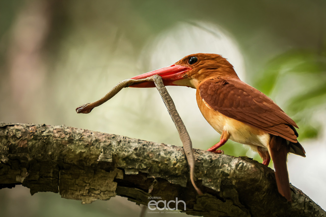 뱀을 사냥한 호반새 (사진 : 문종복 사진가)