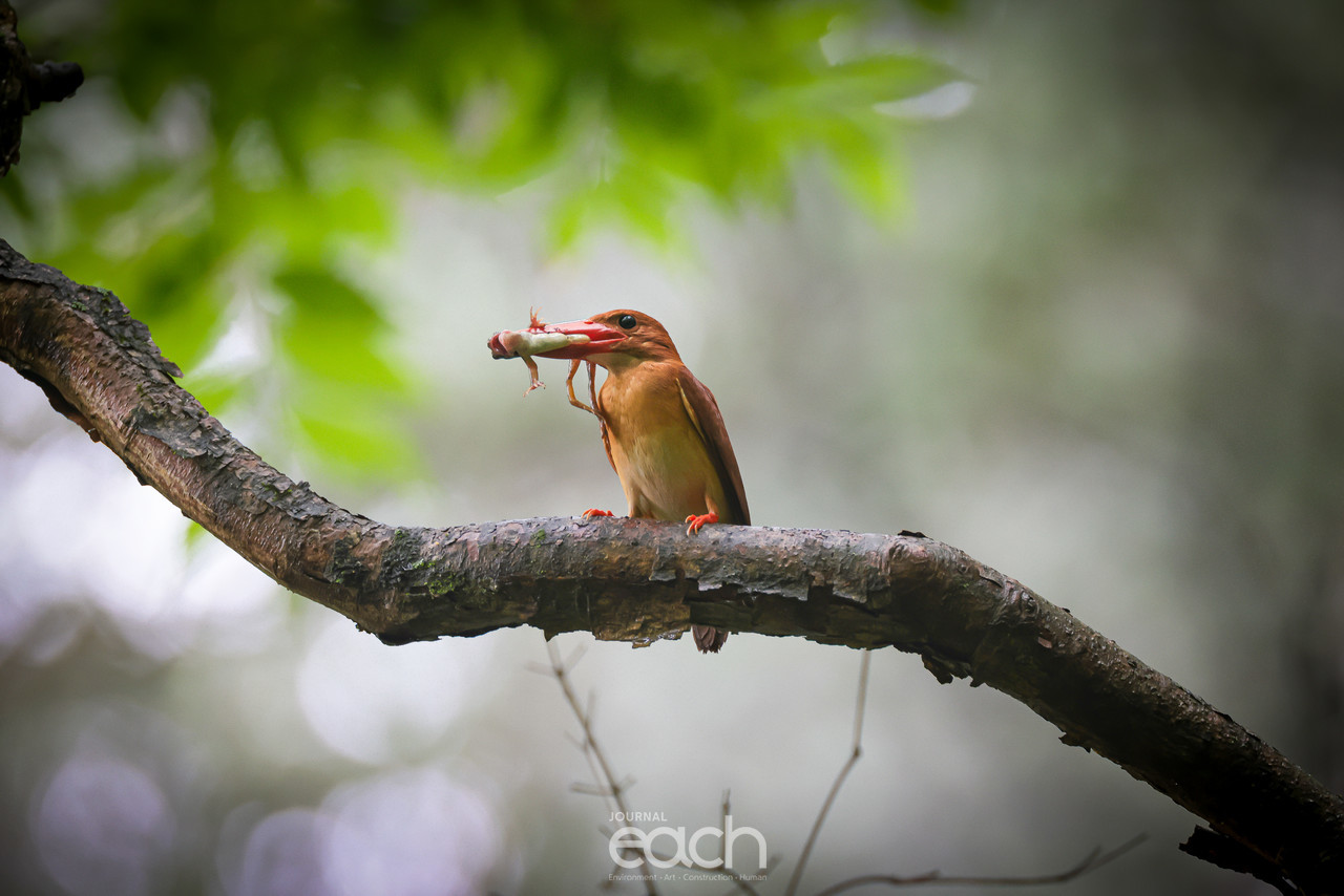 개구리를 사냥하여 먹는 호반새 (사진 : 문정복 사진가)