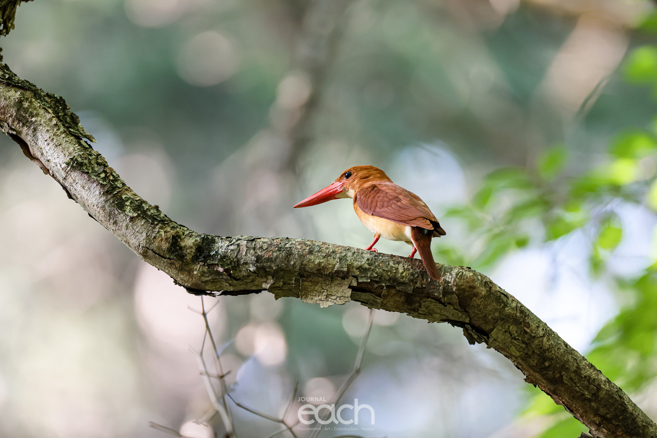 비상하기 직전의 호반새 (사진 : 문종복 사진가)