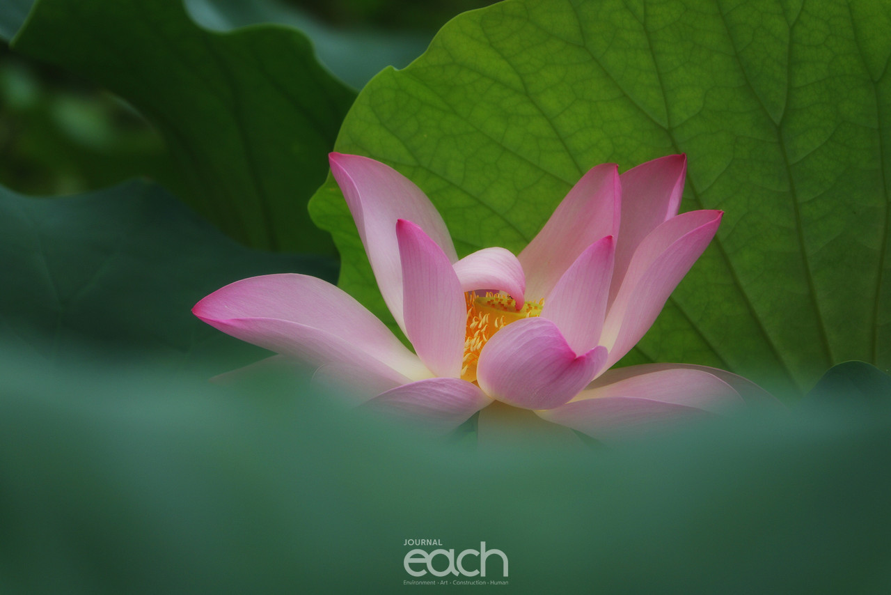 ⓒ 박미애 사진가