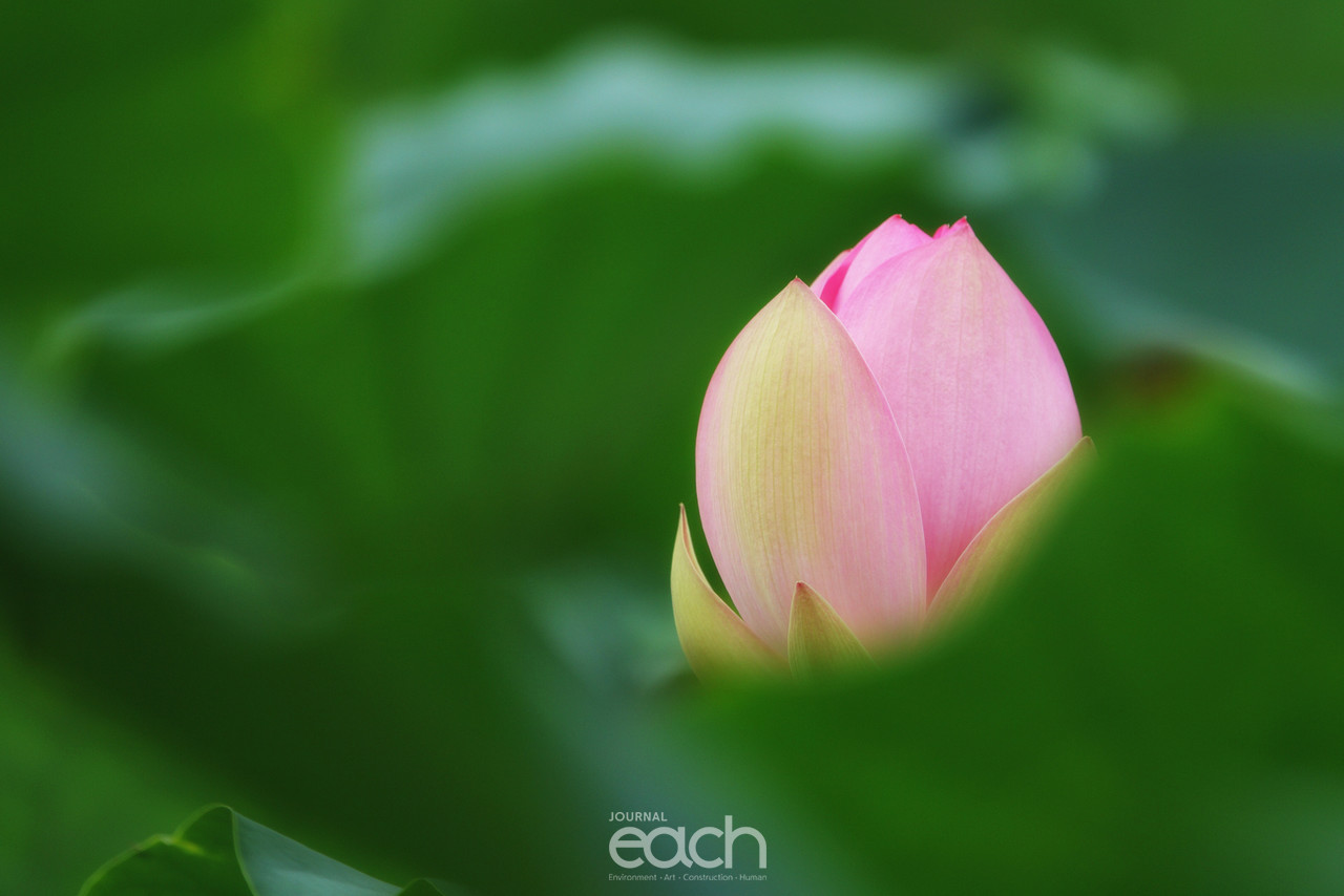 ⓒ 박미애 사진가