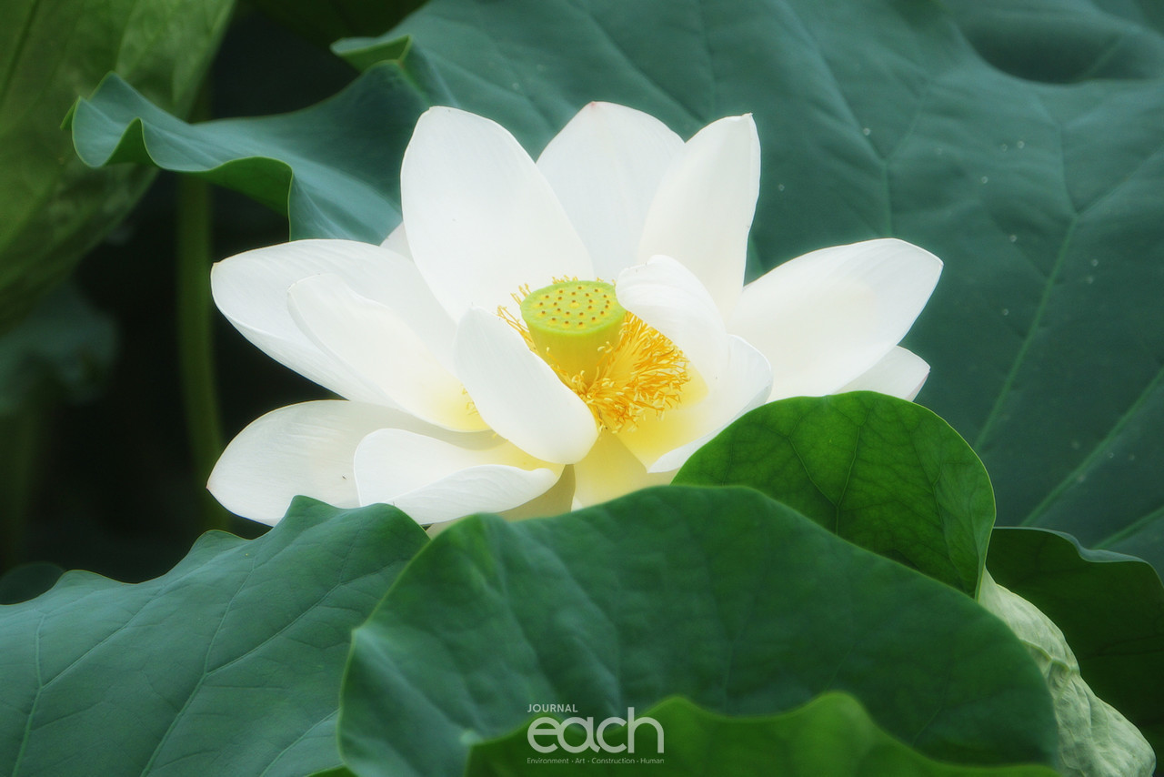 ⓒ 박미애 사진가