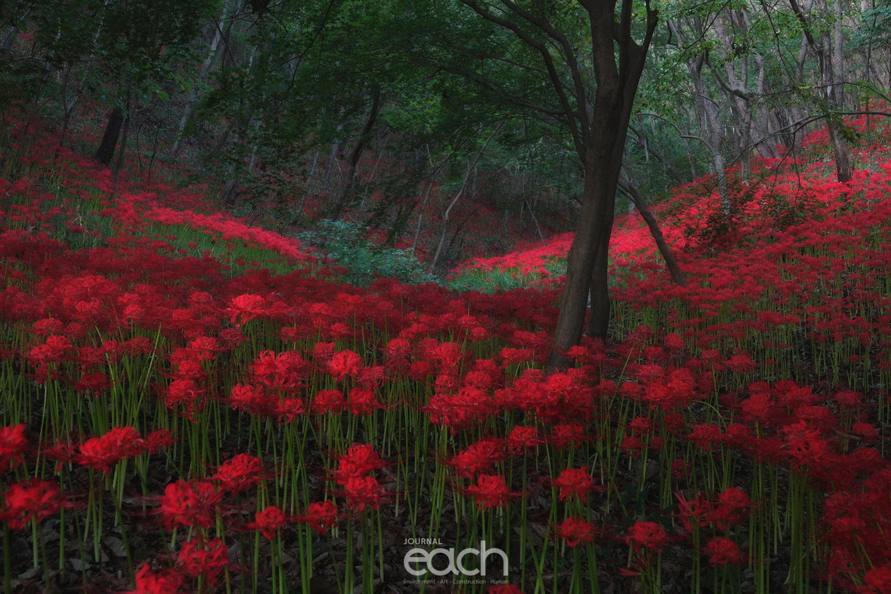 ​ⓒ 박미애 사진가