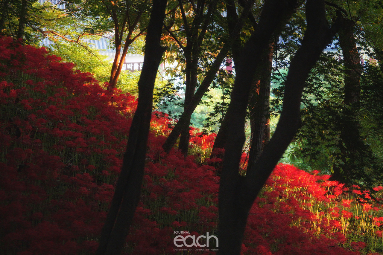 ⓒ 박미애 사진가