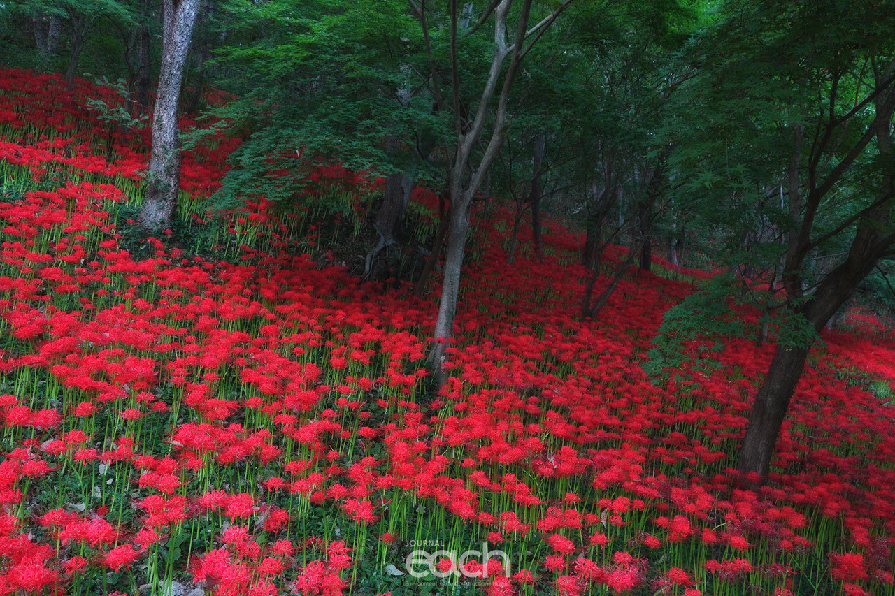 ⓒ 박미애 사진가