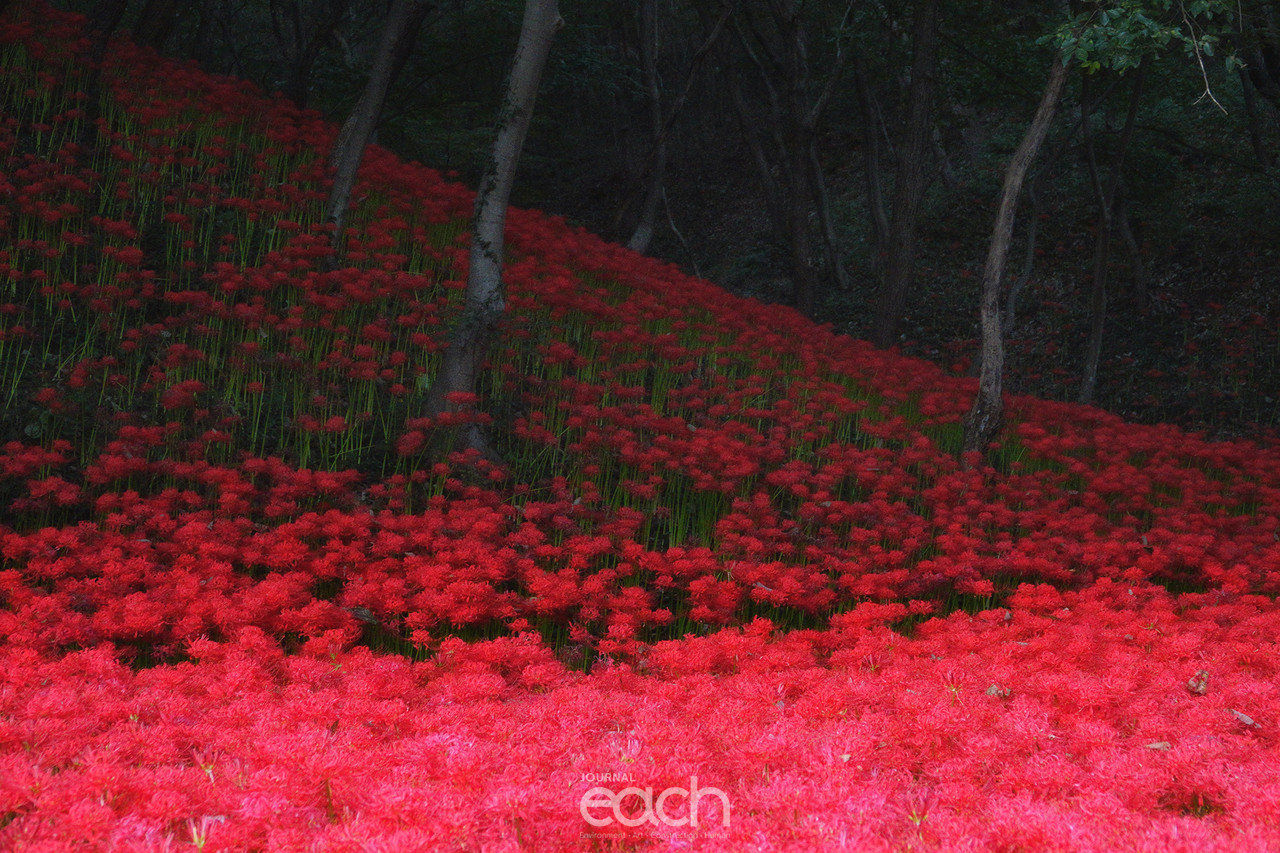 ⓒ 박미애 사진가