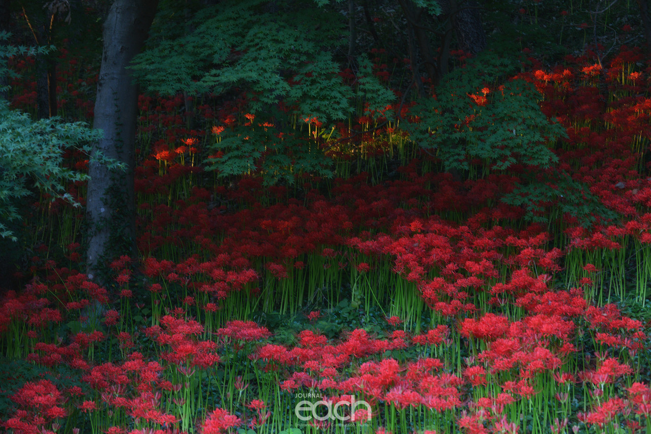 ⓒ 박미애 사진가