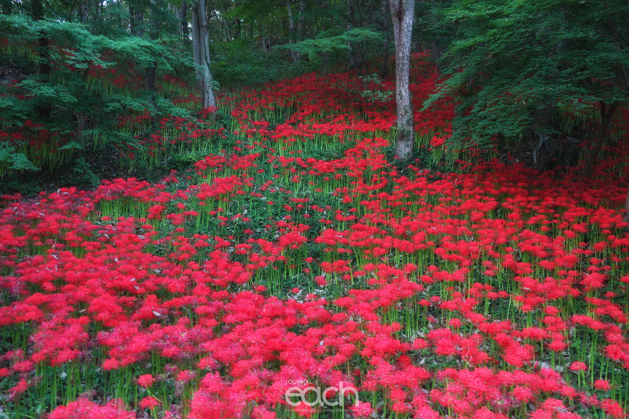 ⓒ 박미애 사진가