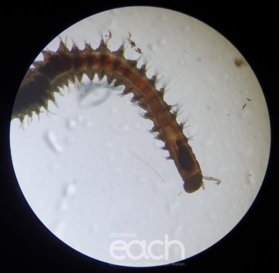 갯지렁이 (자료제공 : 경기도)