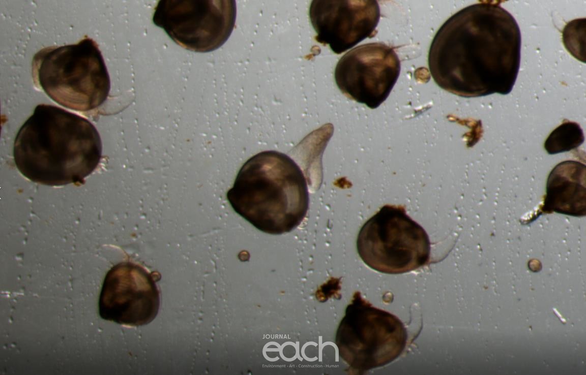 가무락 어린조개 사진 (자료제공 : 경기도)