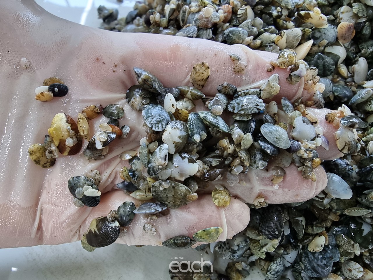 바지락 방류 사진 (자료제공 : 경기도)