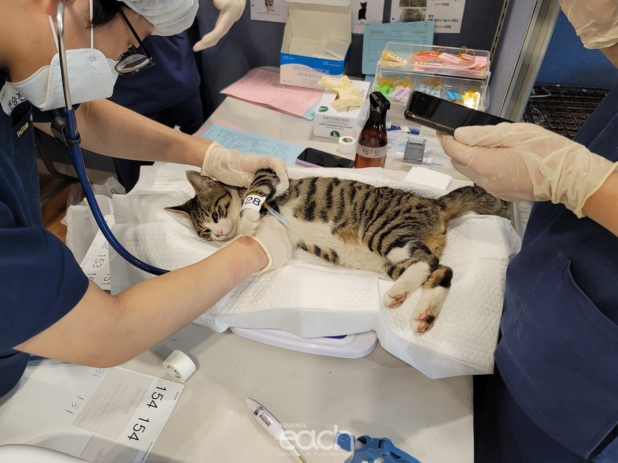 길고양이 중성화 수술 (자료제공 : 경기도)