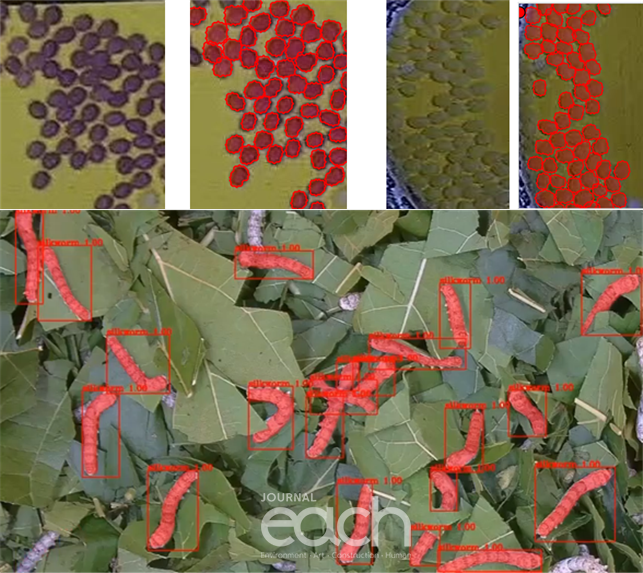 사육중인 누에유충 인식장면 (자료제공 : 강원도농산물원종장)