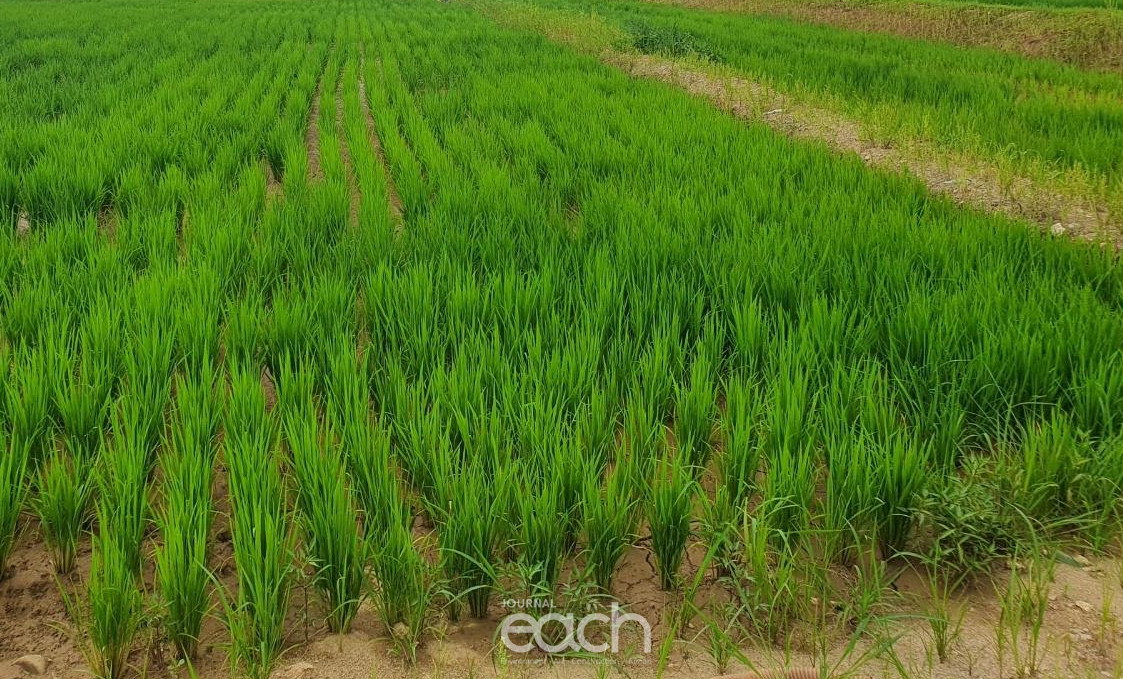 저탄소논물관리(논) (자료제공 : 경기도)