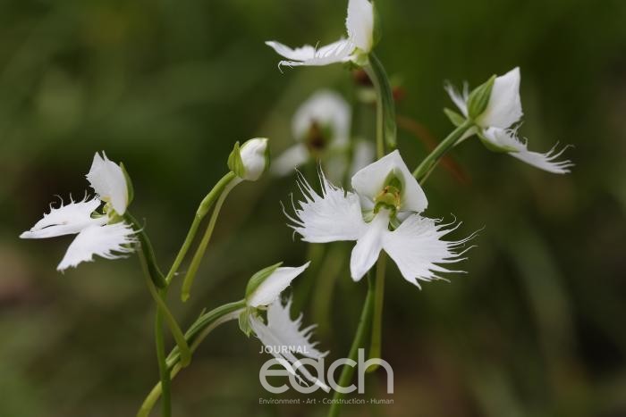 해오라비난초 (자료제공 : 경기도)