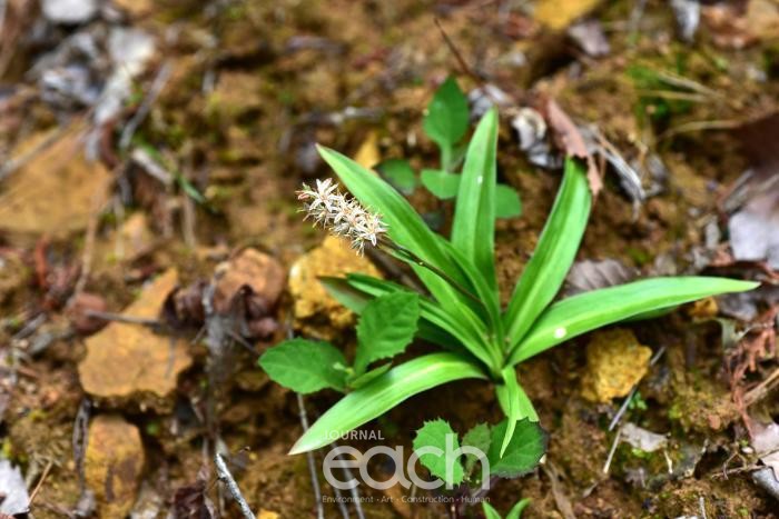 칠보치마 (자료제공 : 경기도)