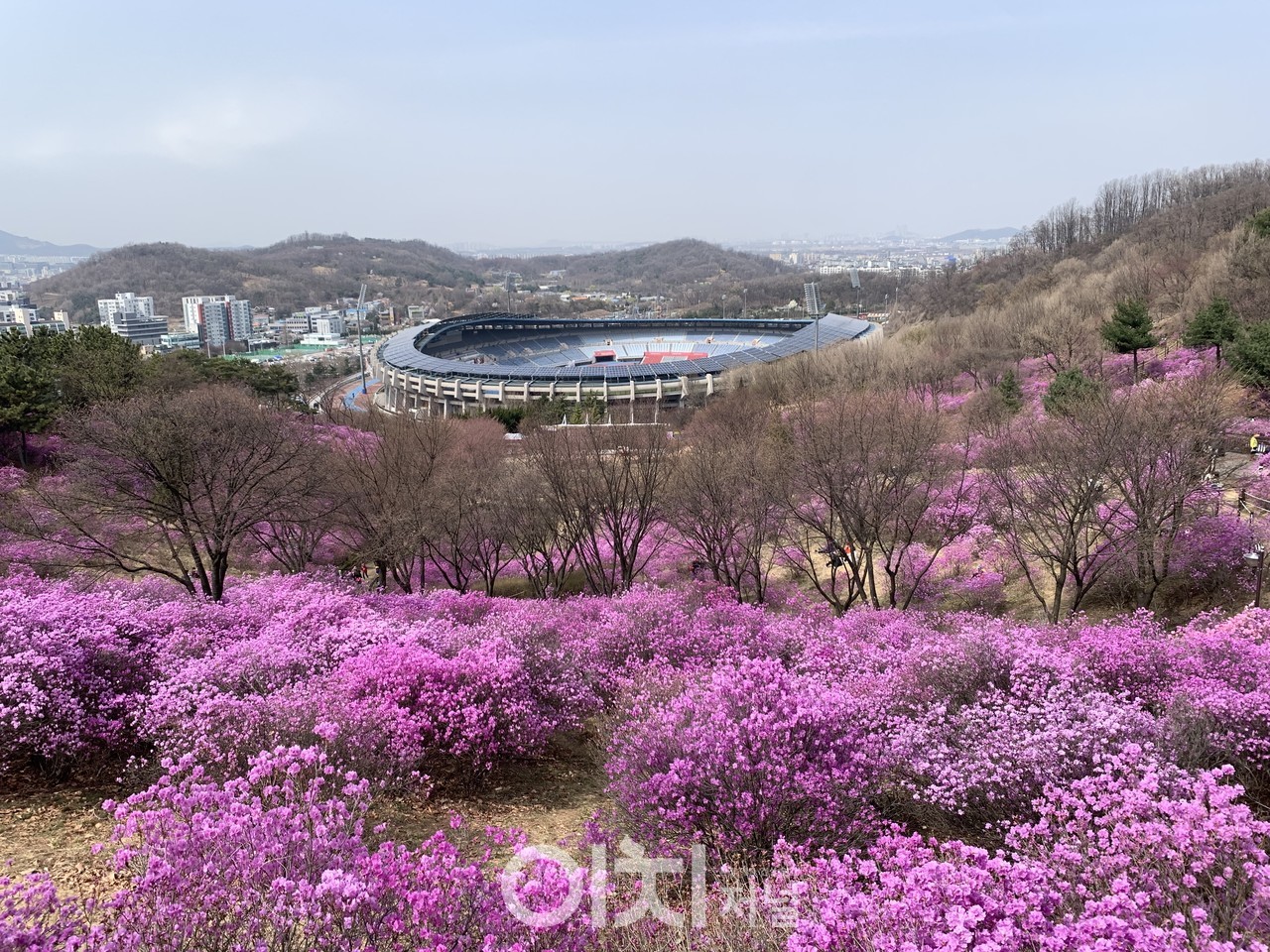 부천 55코스 진달래 (자료제공 : 경기도)