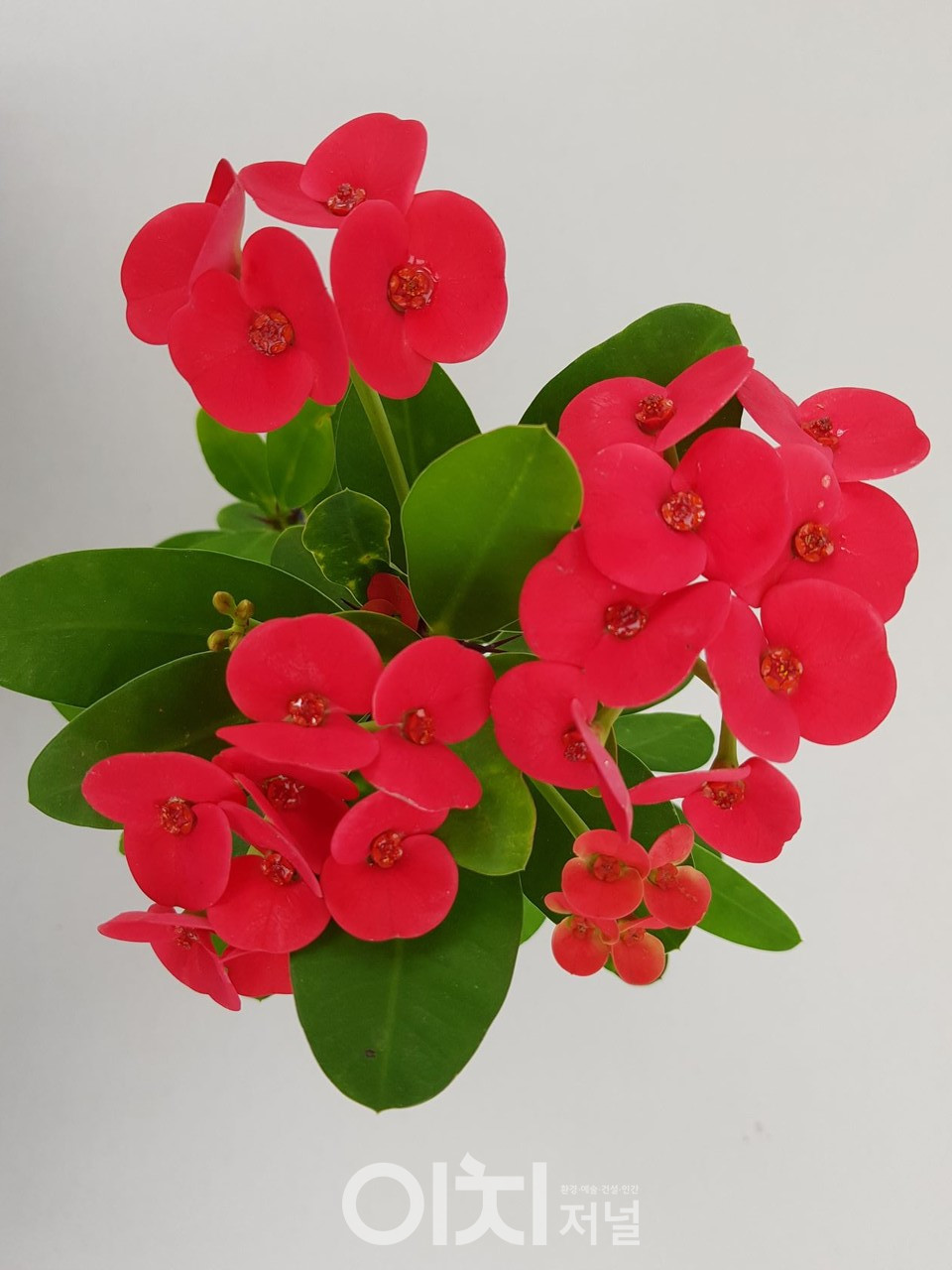 레드샤인 (자료제공 : 경기도농업기술원)