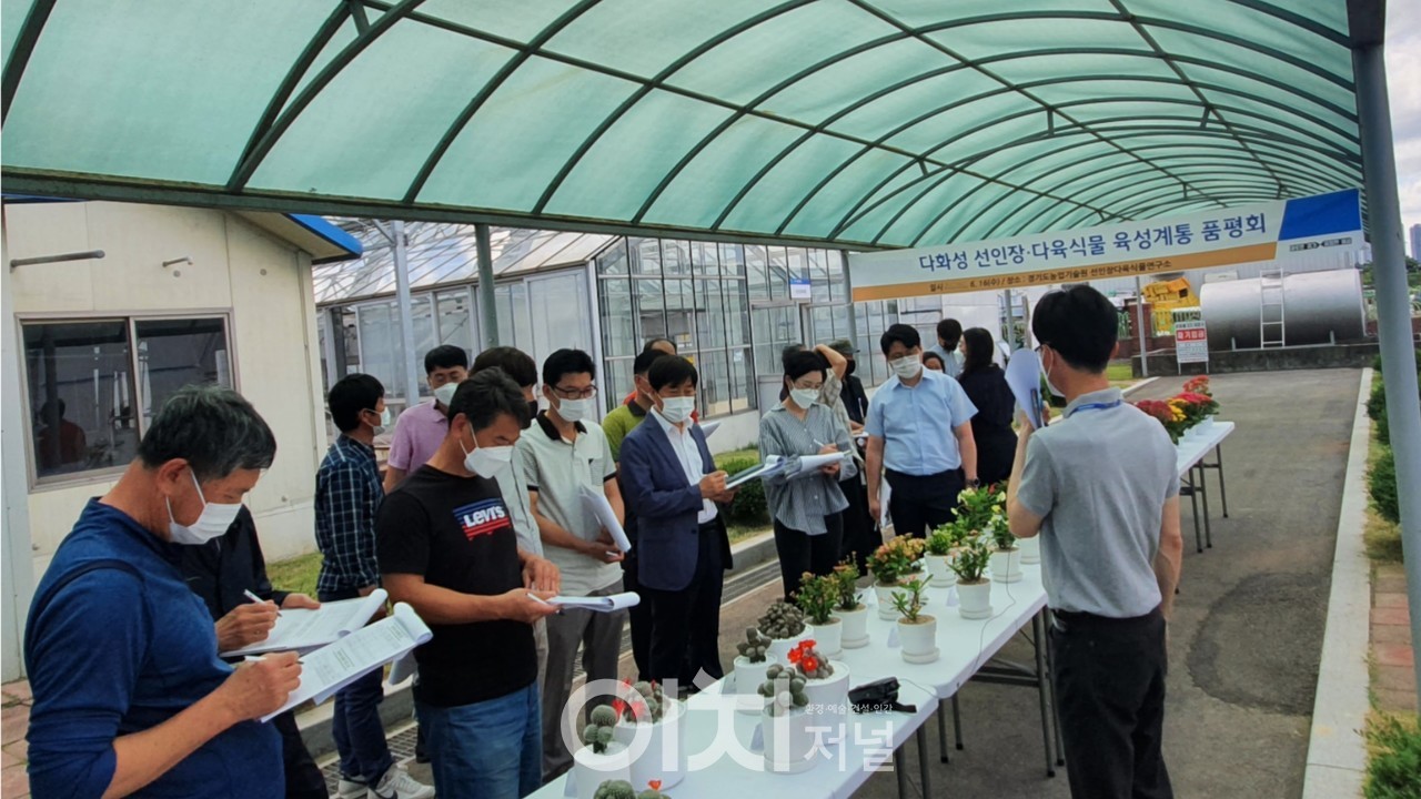 꽃기린 신품종 현장 평가 (자료제공 : 경기도농업기술원)