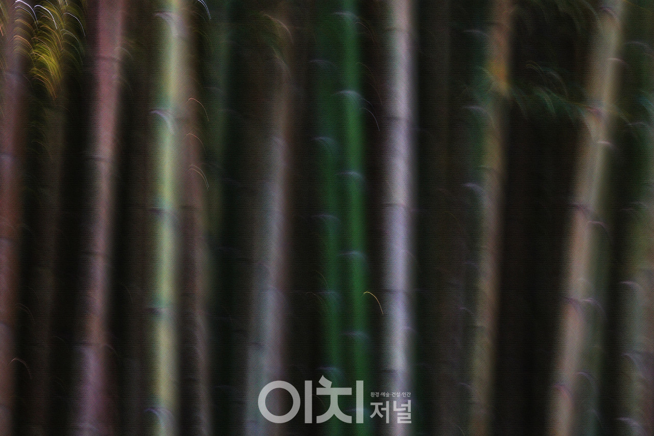 이미지 제공 - 박미애 사진작가