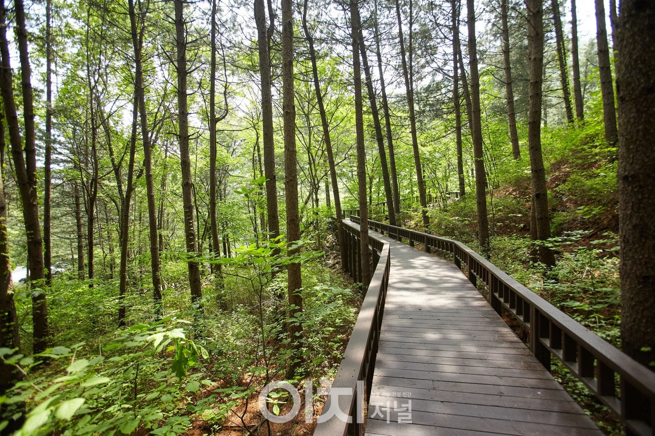 양평 산음자연휴양림 (자료제공 : 경기도)