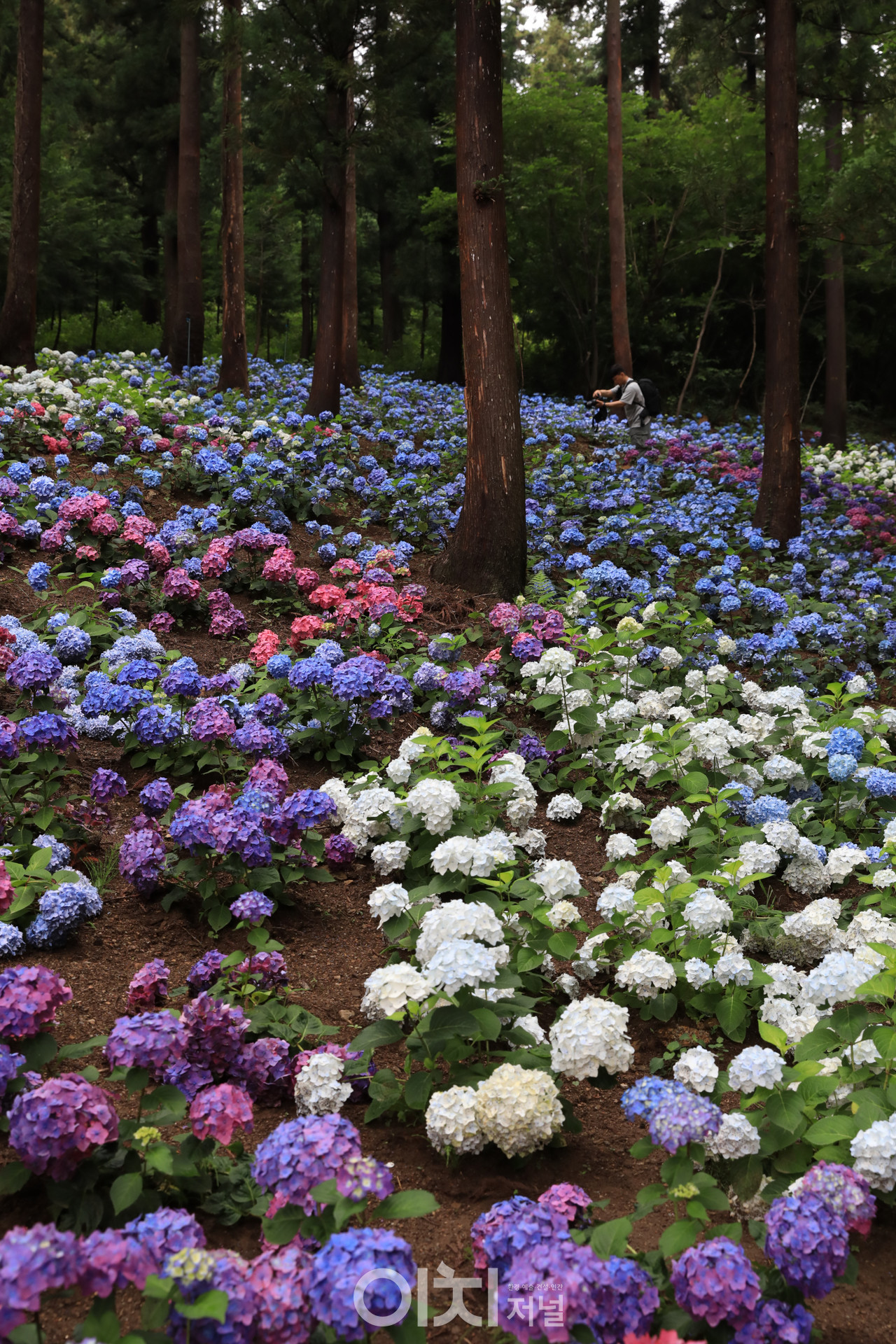 ⓒ김옥진 사진작가