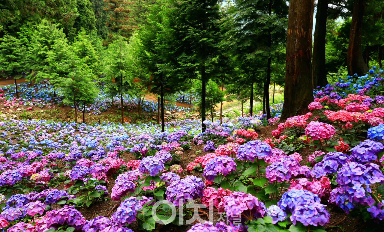 ⓒ김옥진 사진작가