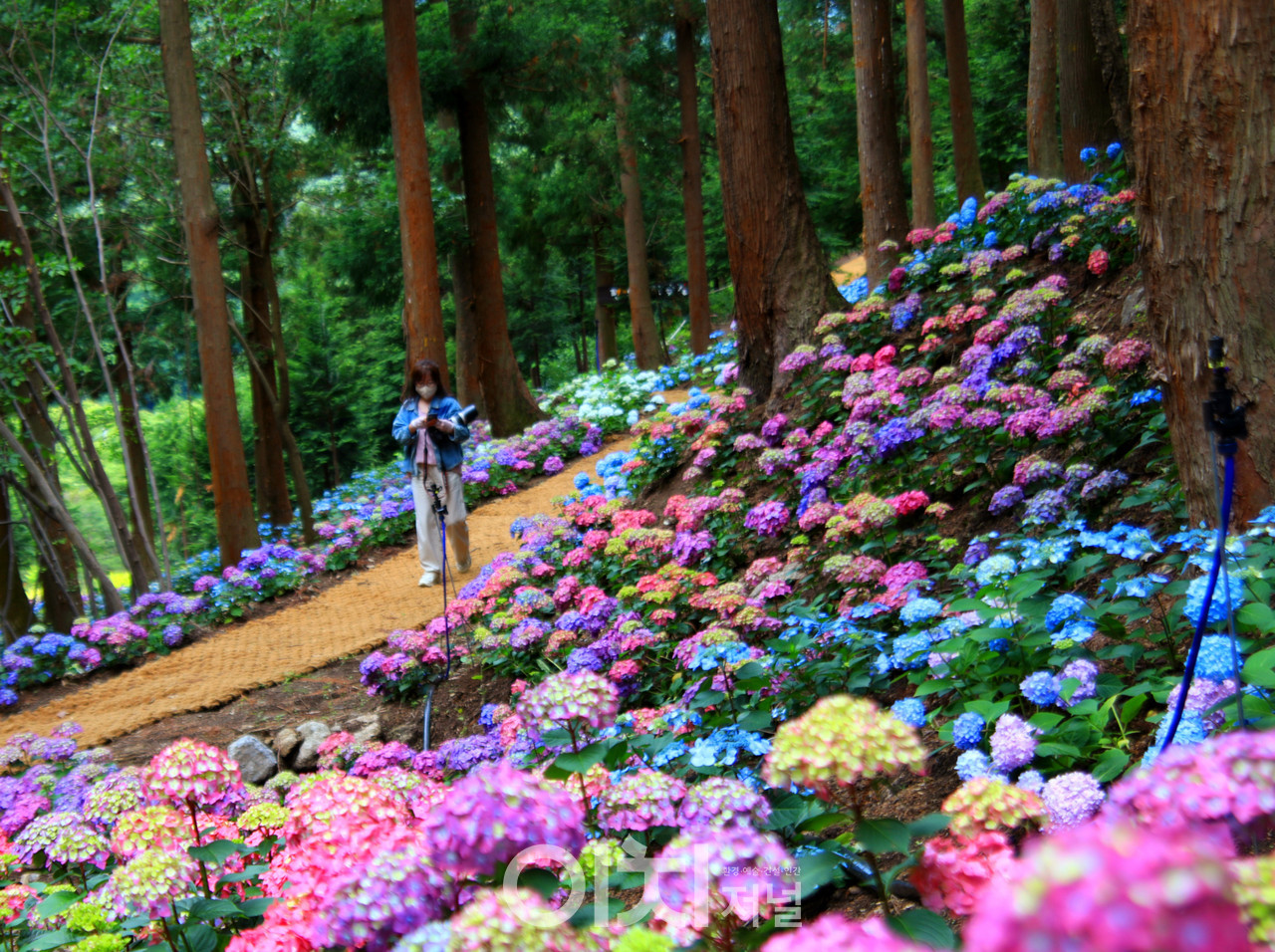 ⓒ김성임 사진작가