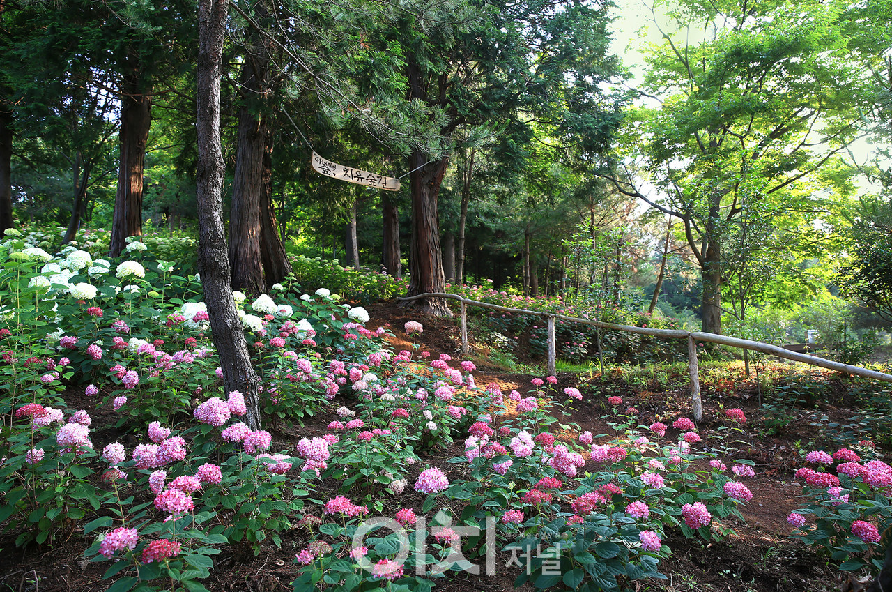 ⓒ김성임 사진작가