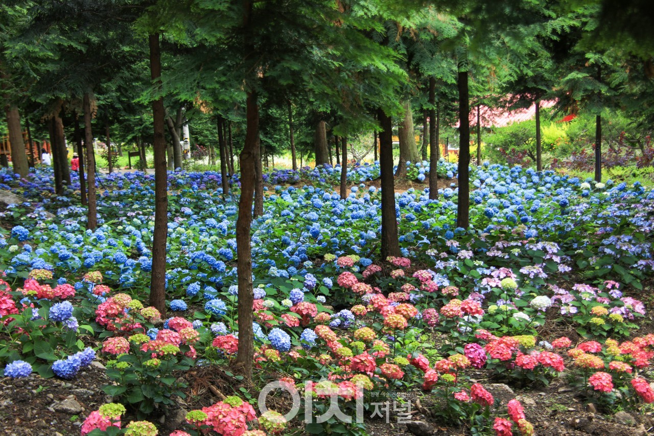 ⓒ김성임 사진작가