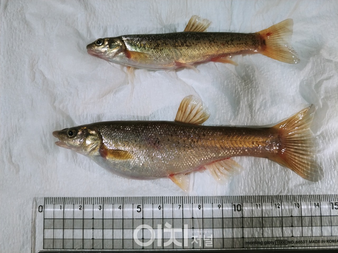 버들치 수컷(위), 암컷(아래) (자료제공 : 경기도 해양수산자원연구소)