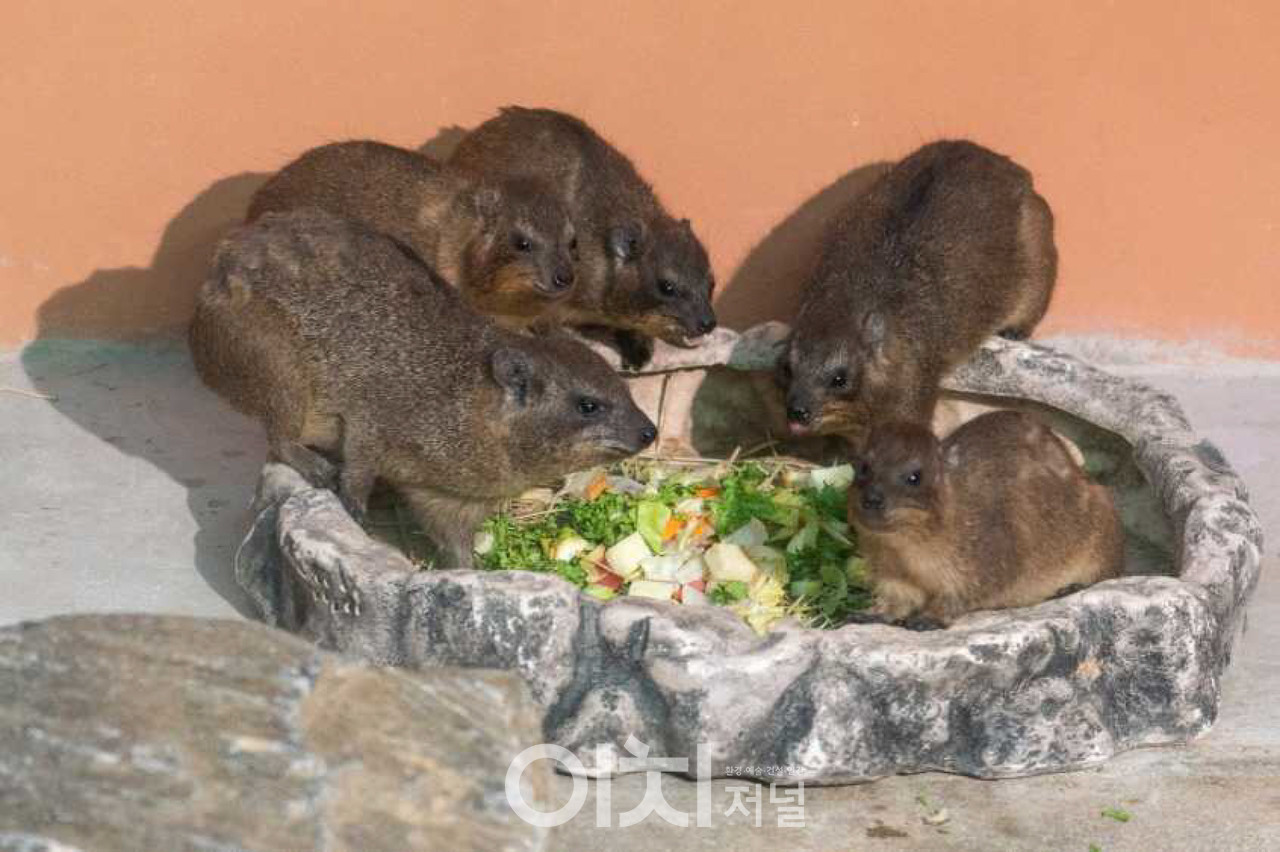 바위너구리 (자료제공 : 서울어린이대공원)