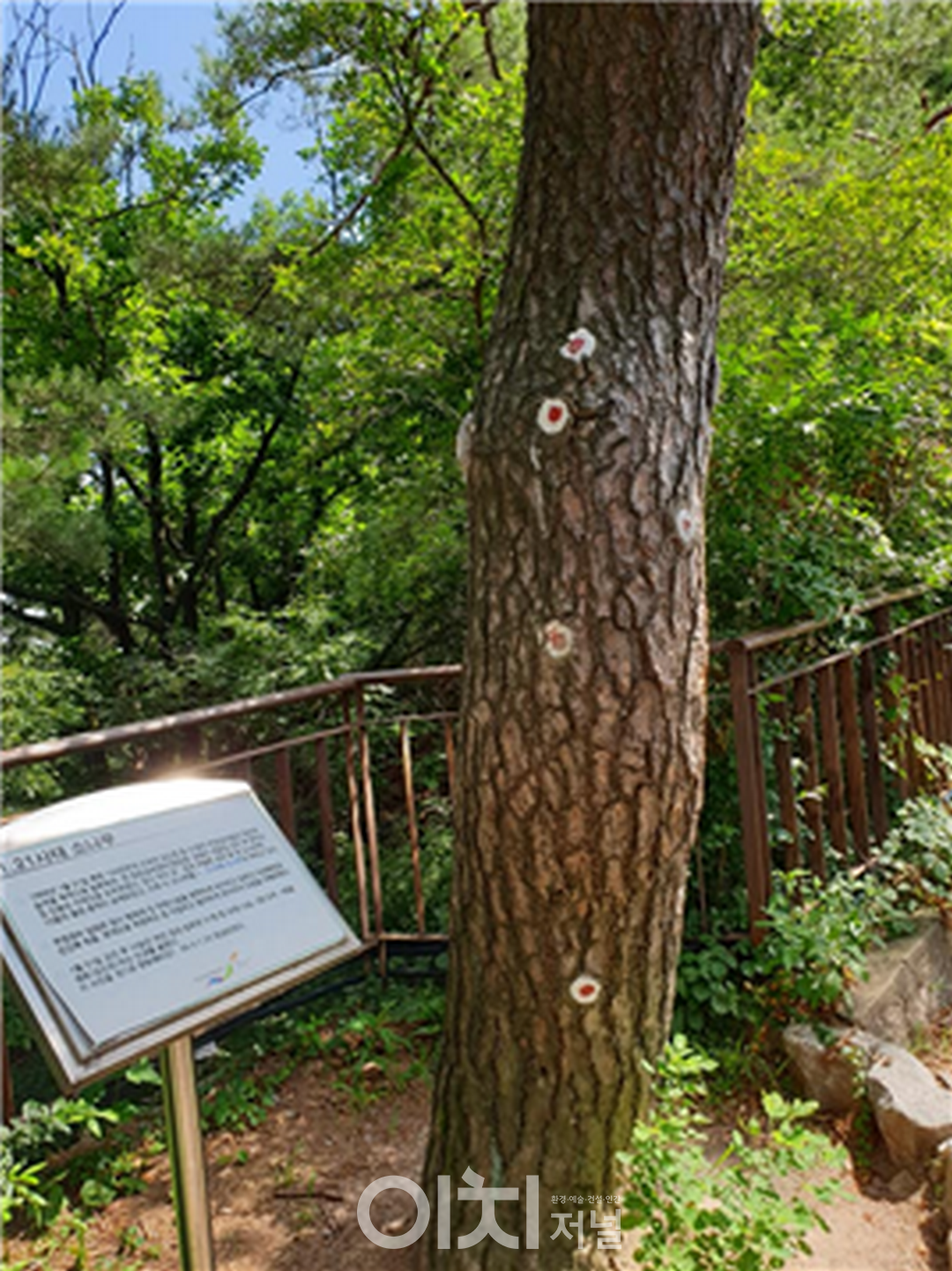 소나무에 남겨진 총탄 흔적