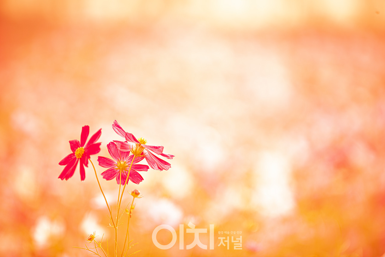  ⓒ 이미지 제공 - 박미애 사진작가