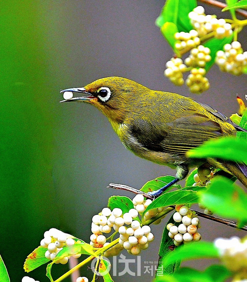 동박새 / ⓒ 박성하 사진작가