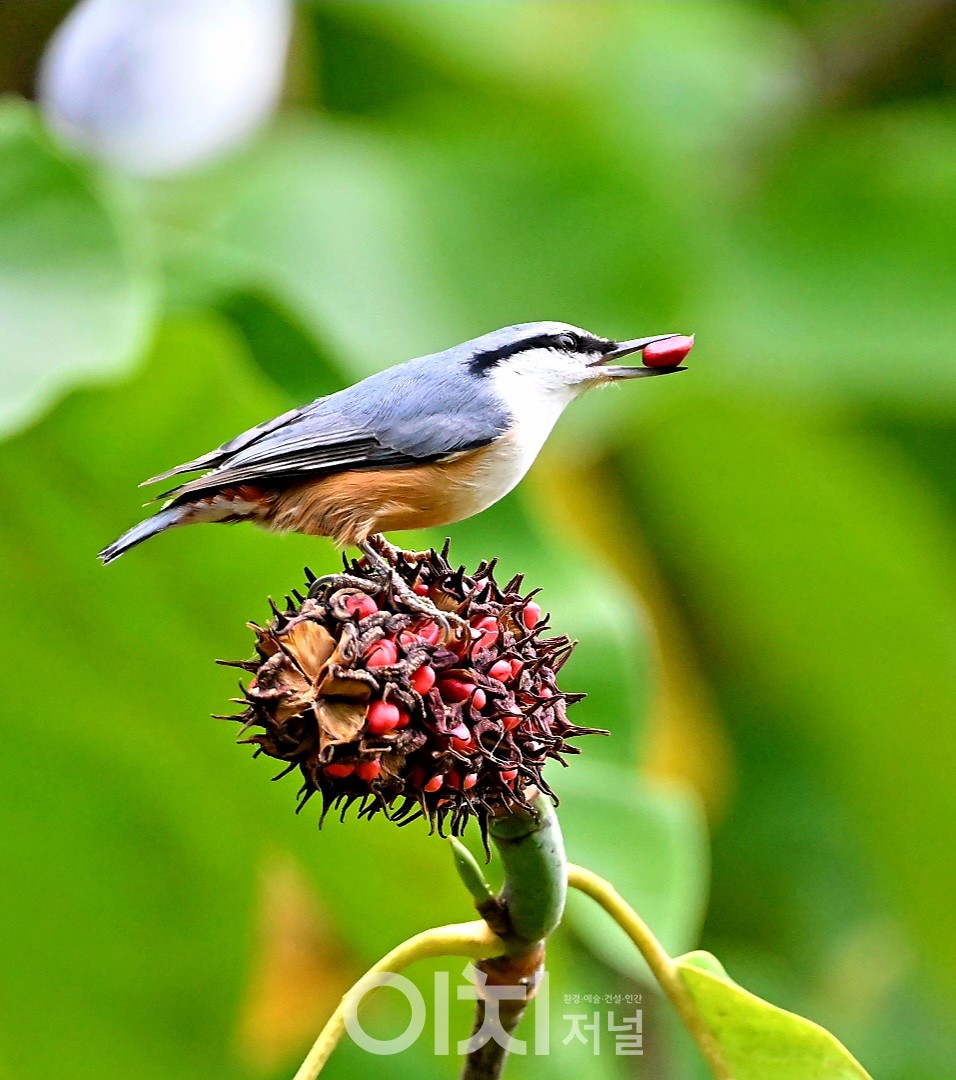 동고비 / ⓒ 박성하 사진작가