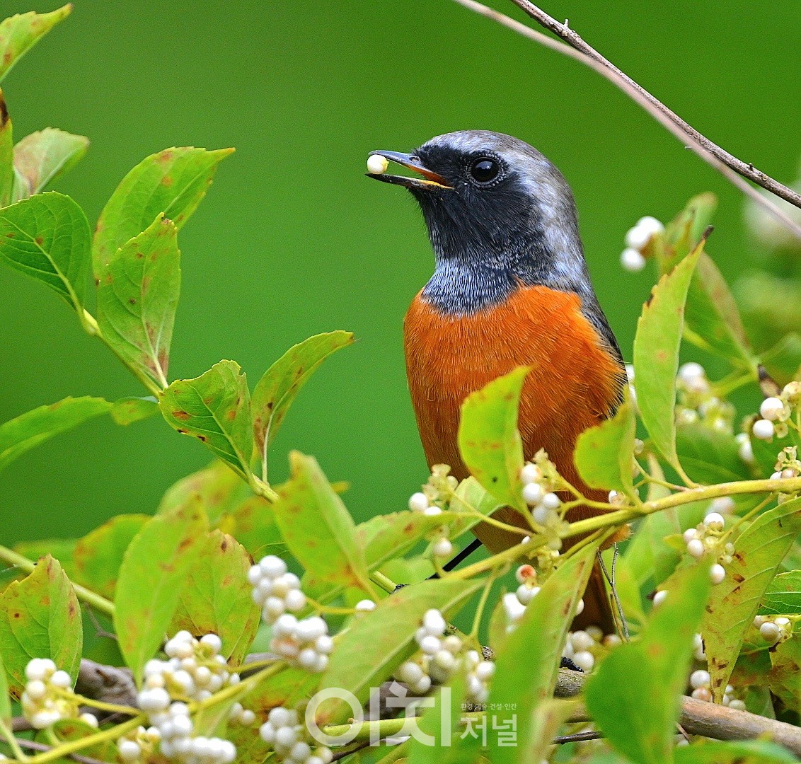 딱새  / ⓒ 박성하 사진작가
