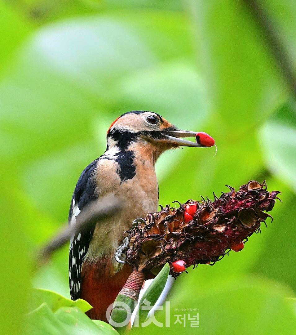 오색딱따구리 / ⓒ 박성하 사진작가