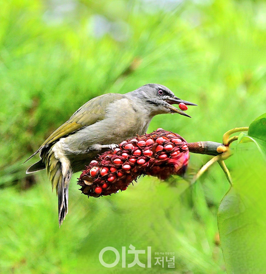 청딱따구리 / ⓒ 박성하 사진작가