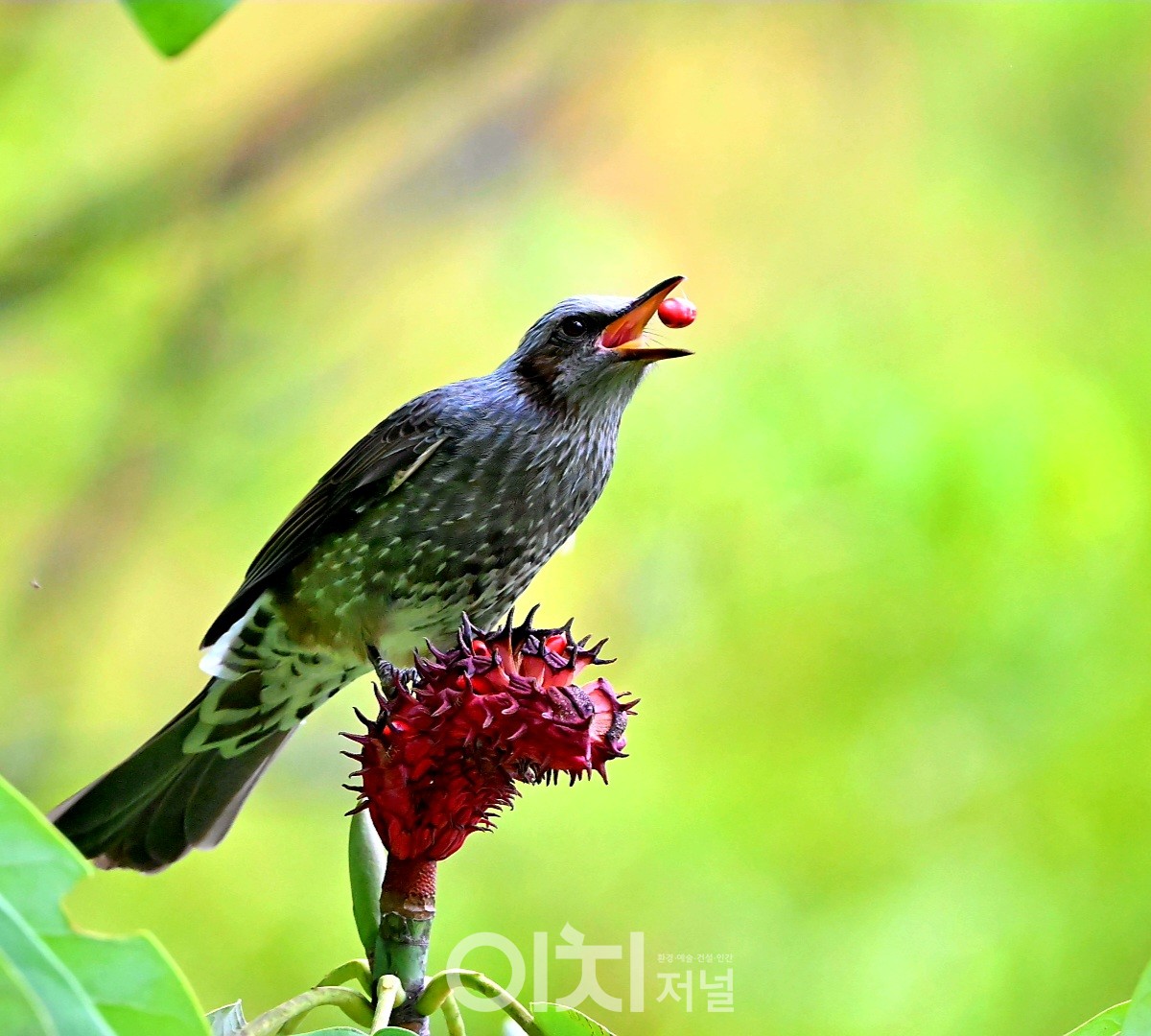 직박구리 / ⓒ 박성하 사진작가
