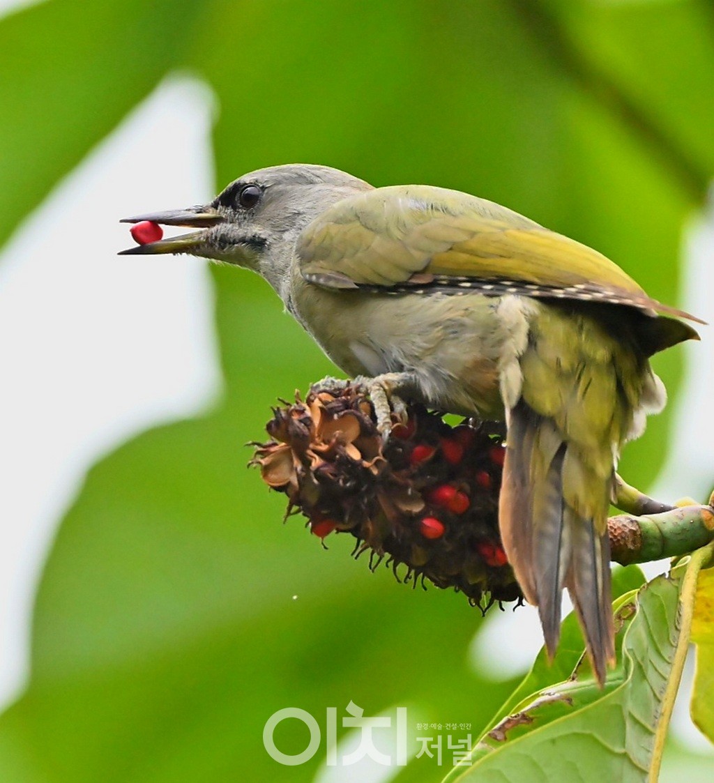 ⓒ 박성하 사진작가
