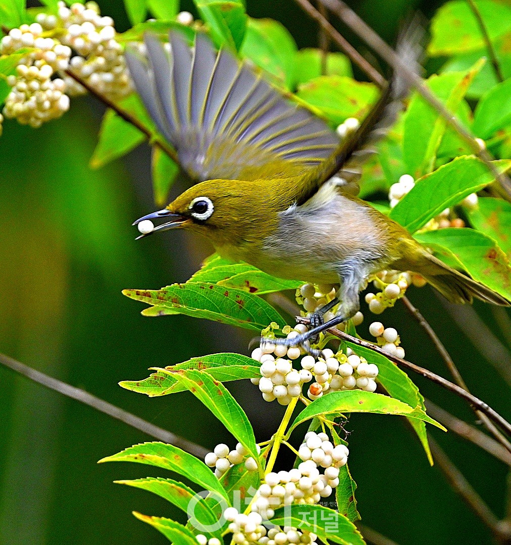 ⓒ 박성하 사진작가