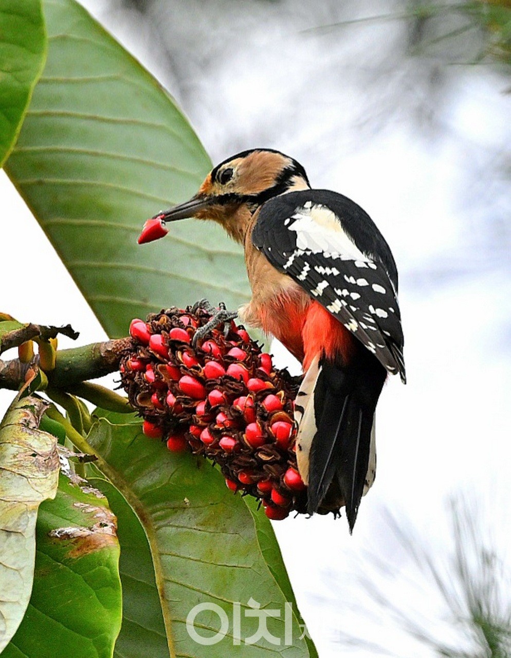 ⓒ 박성하 사진작가