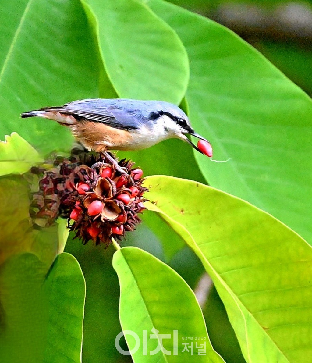 ⓒ 박성하 사진작가