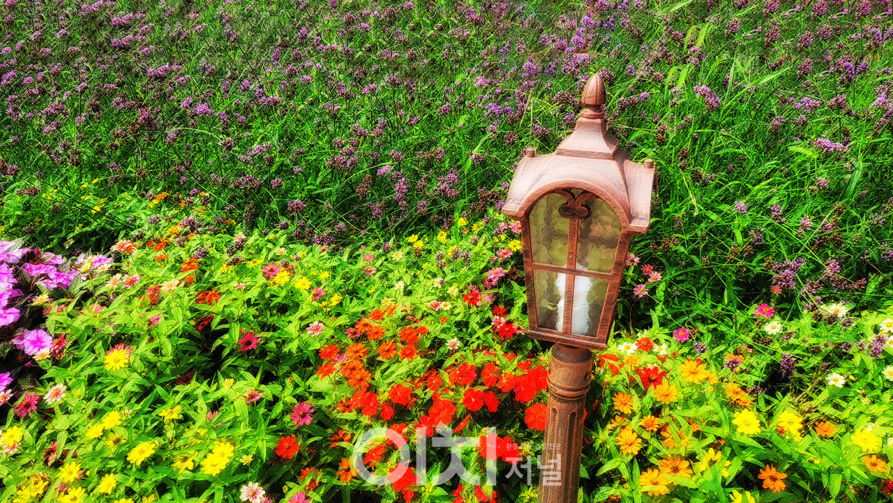 ⓒ이미지 제공 - 박미애 사진작가