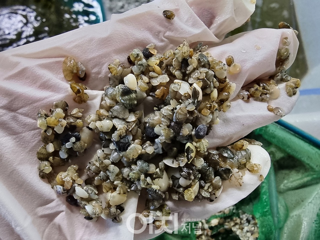 바지락 치패 (자료제공 : 경기도)