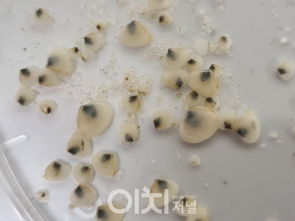 동죽 치패 (자료제공 : 경기도)