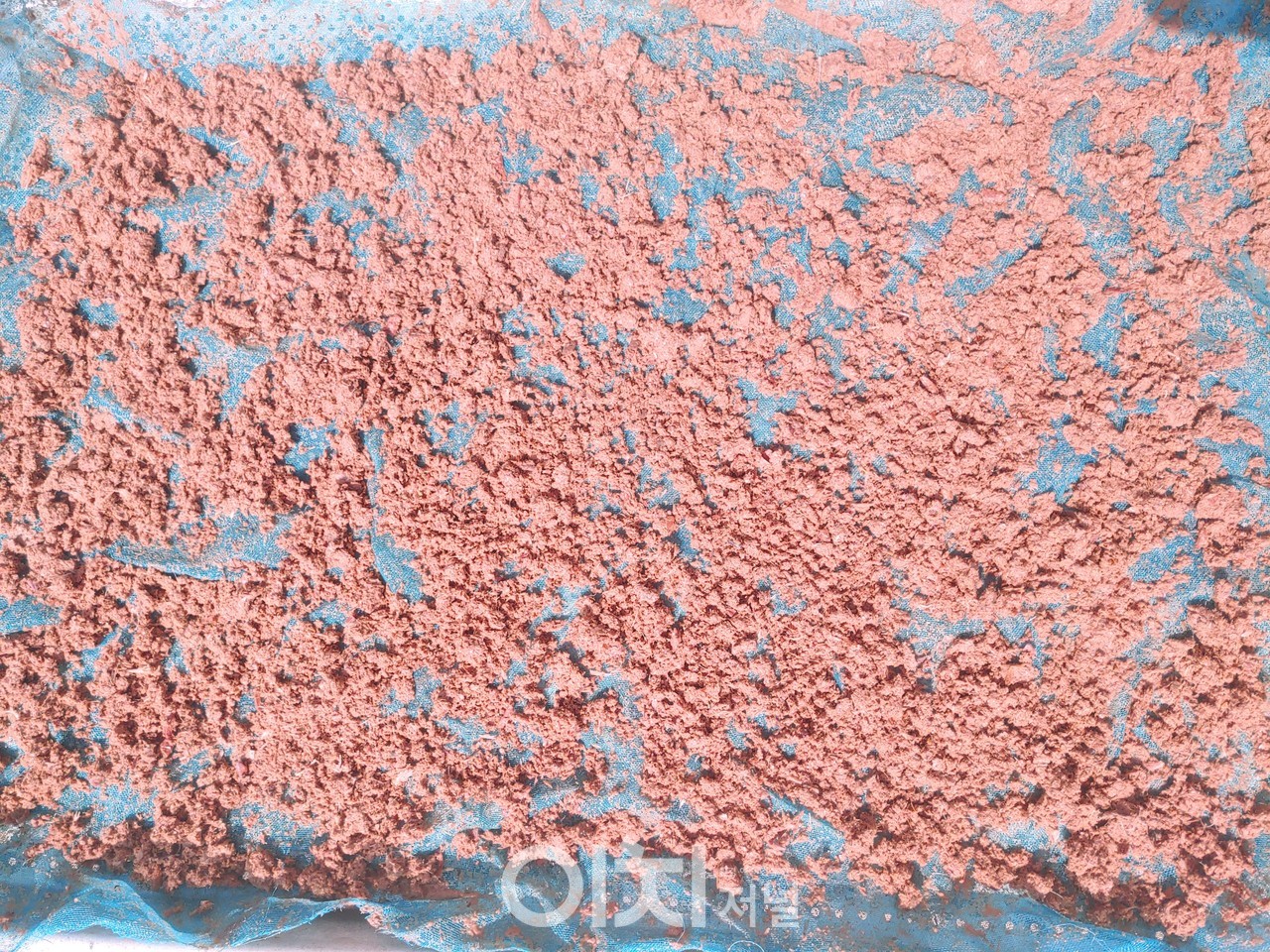 액젓 김 황백화 (자료제공 : 충청남도)