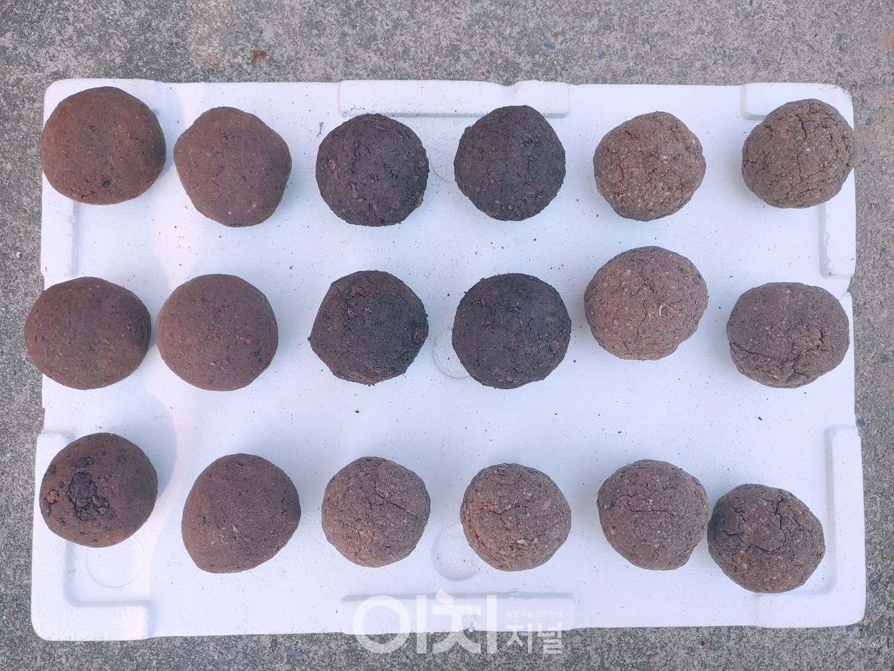 액젓김황백화 (자료제공 : 충청남도)